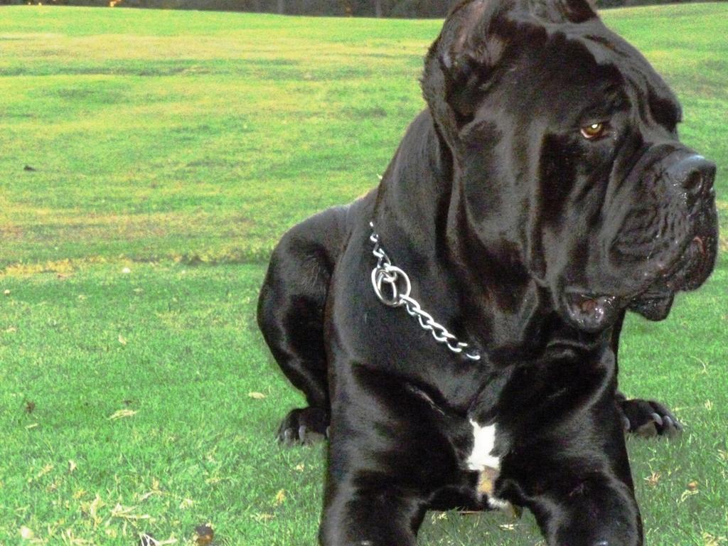 卡斯罗犬为什么要剪耳朵断尾？卡斯罗犬一般价格多少钱一只