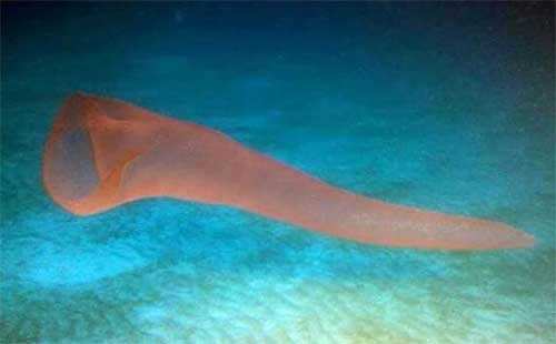潜水员水下发现巨型火体虫图，鲨鱼为什么不吃潜水员