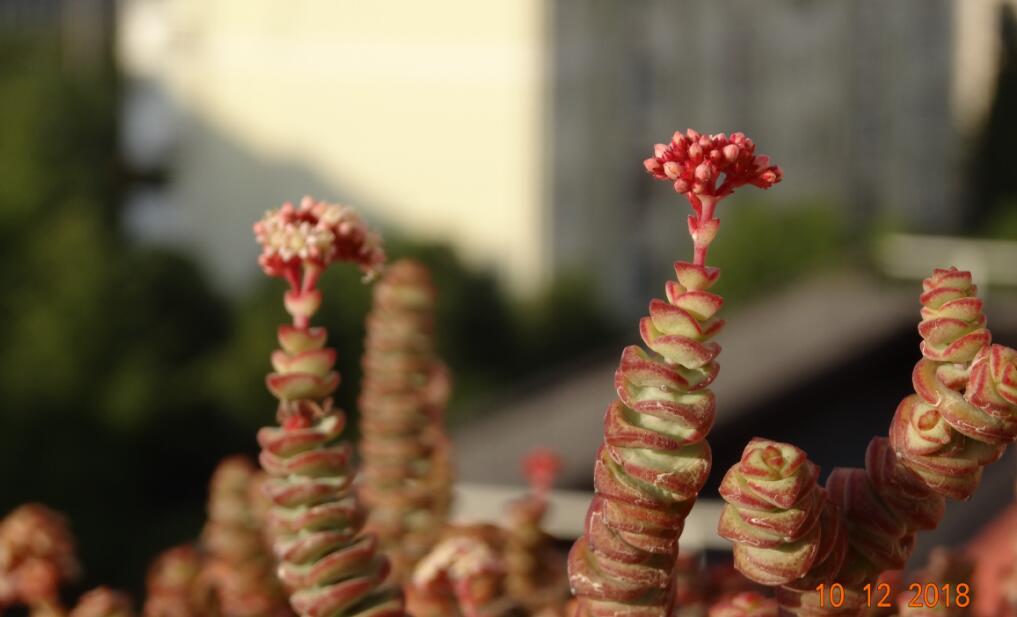 钱串子开花什么预兆，钱串子花家里的招财位置是哪里？