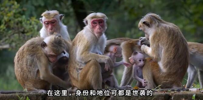 猴子可怕的等级制度，猴子等级怎么划分的？