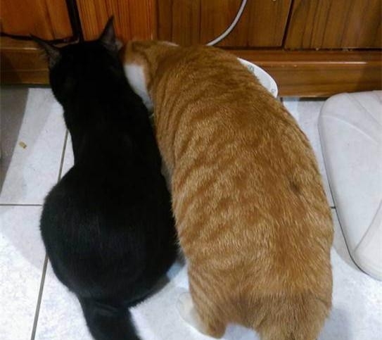 橘猫为什么那么胖？橘猫多少钱一只