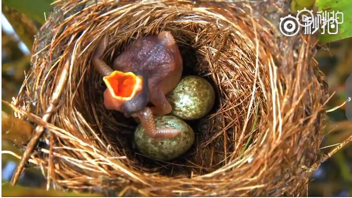 哪些鸟会识破杜鹃鸟的诡计？杜鹃鸟的幼鸟为什么会推蛋这么坏？