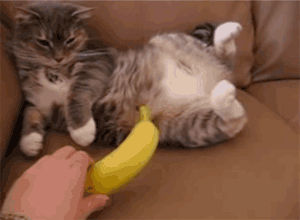 猫为什么怕黄瓜？猫被黄瓜吓飞视频集合