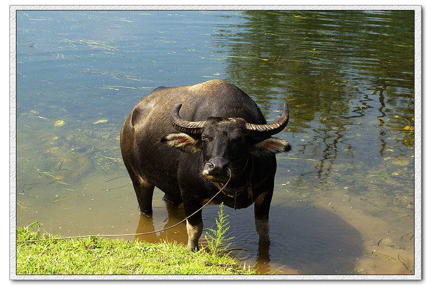 水牛和黄牛可以交配生子吗？水牛为什么喜欢在水里面