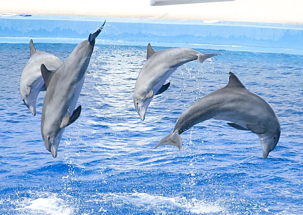 海豚智商是人类的几岁？海豚为什么喜欢人类