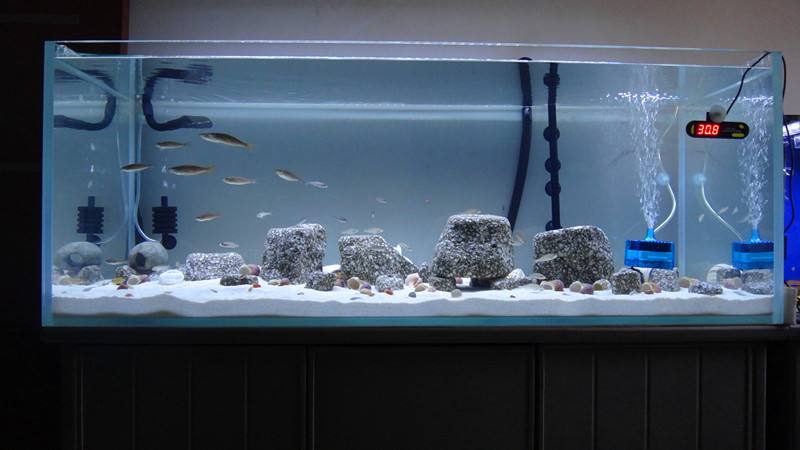 客厅鱼缸摆放风水方位介绍，客厅鱼缸养几条鱼好