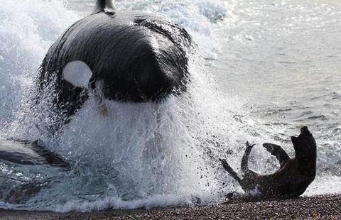 虎鲸与座头鲸哪个厉害？为什么座头鲸专门阻止虎鲸捕猎
