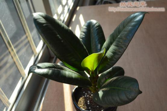 天台适合种什么植物？天台能挡风的小型植物介绍