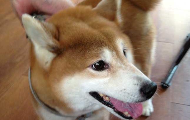 柴犬在日本多少钱一只？柴犬的寿命是多少年？