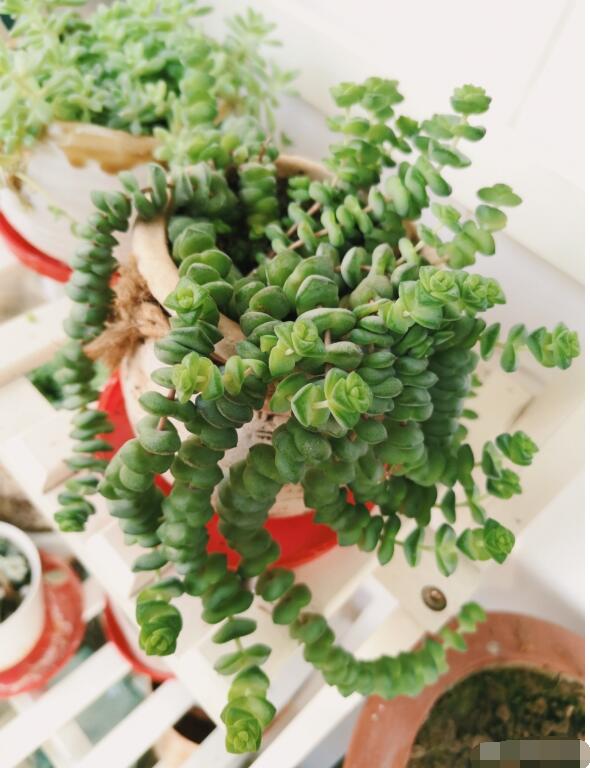 钱串子开花什么预兆，钱串子花家里的招财位置是哪里？