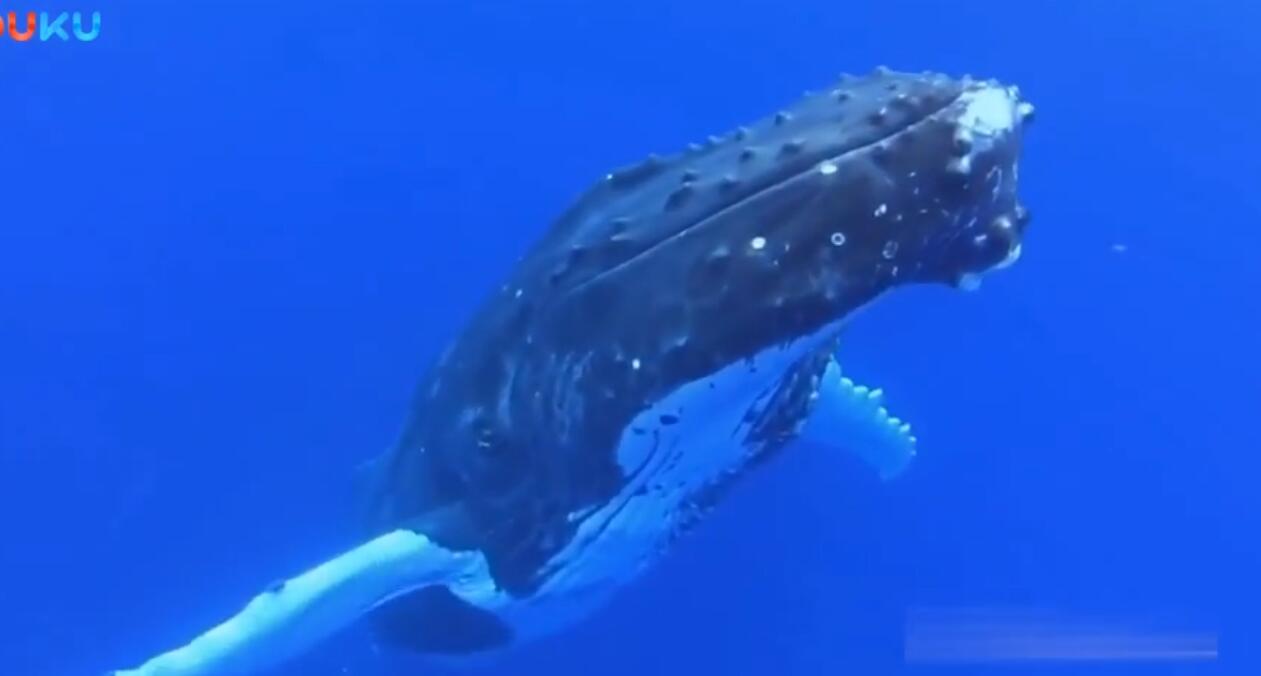 座头鲸身上的疙瘩是什么，如何形容座头鲸的叫声是孤独吗？