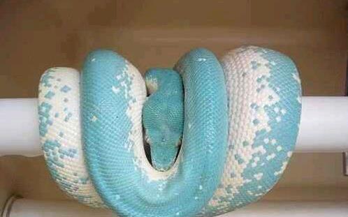 蓝血蛇为什么这么贵？世界上最贵的蛇前十名排行