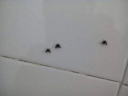 厕所里的蛾蚋小飞虫对人有伤害吗，蛾蚋为什么爱往人身上飞
