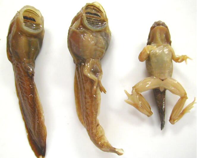 不合理蛙为什么变小，不合理蛙怎么生蝌蚪？