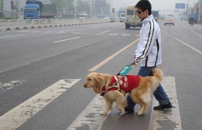 导盲犬为什么不能生育，导盲犬不能摸吗