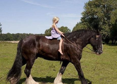 挽用马是什么意思，挽用马和乘用马的区别介绍