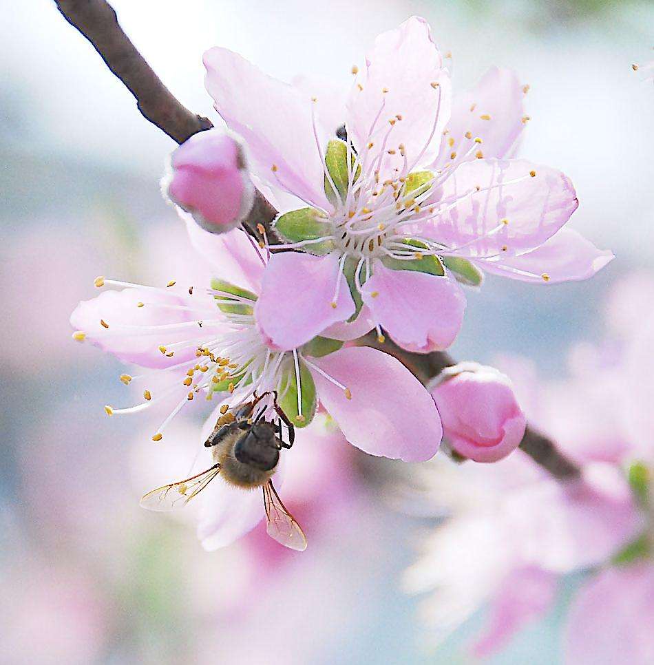 桃花为什么先开花后长叶?为什么异性缘叫犯桃花