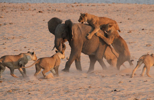 非洲狮子打得过大象吗？非洲大象杀死狮子视频