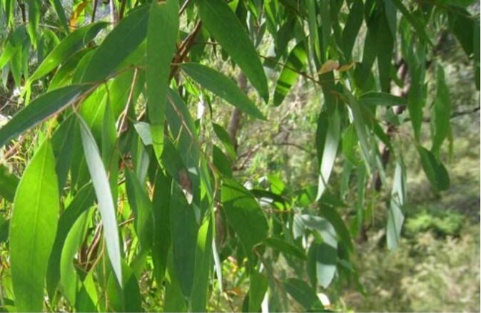 树懒吃的桉树叶有毒吗，它动作慢是不是因为中毒？
