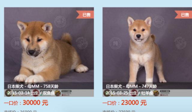 柴犬在日本多少钱一只？柴犬的寿命是多少年？
